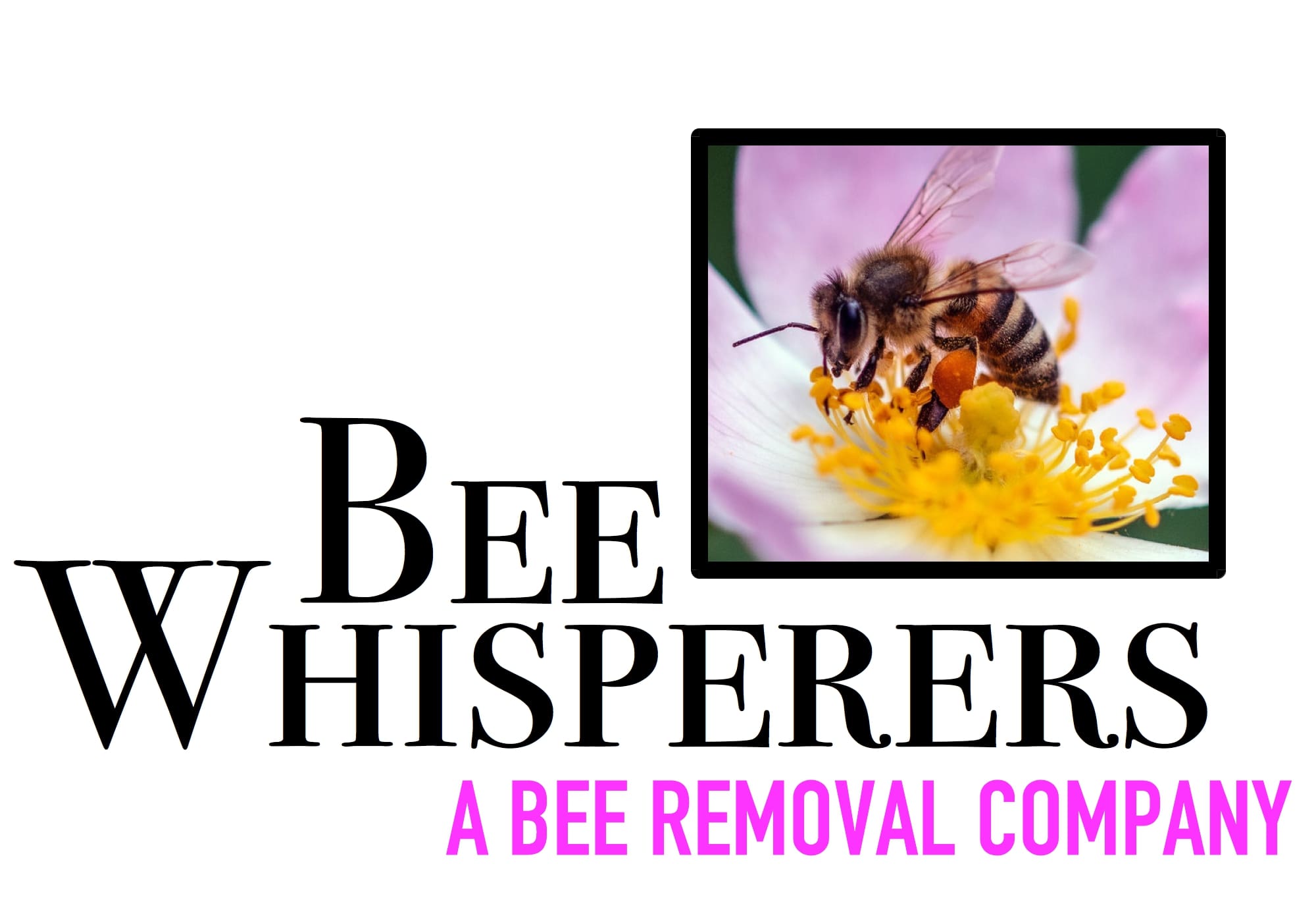 Bee Removals for Helderberg